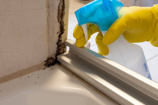 Best Residential Mold Removal  in Ship Bottom, NJ
