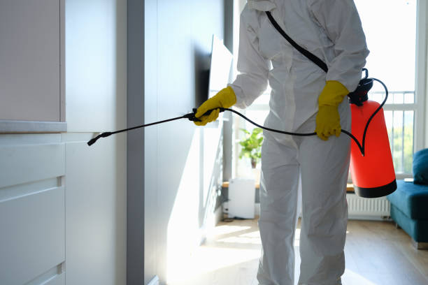 Best Home Mold Removal  in Ship Bottom, NJ