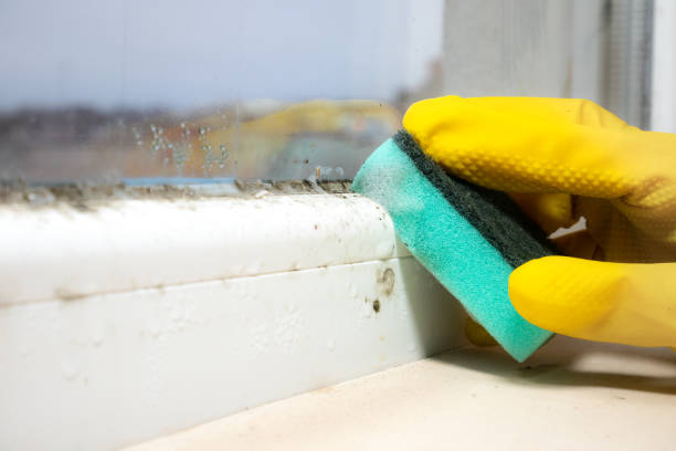Best Professional Mold Removal  in Ship Bottom, NJ