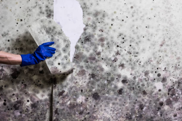 Best Emergency Mold Removal  in Ship Bottom, NJ