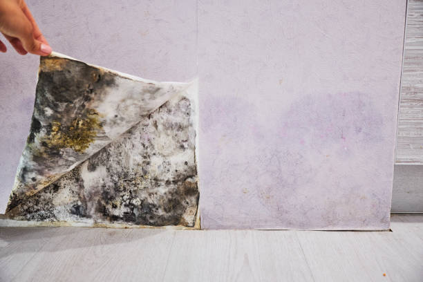 Best Toxic Mold Removal  in Ship Bottom, NJ